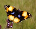 Yellow Pansy