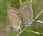 Tiny Grass blue