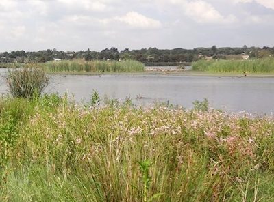 Wetland plants