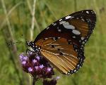 African Monarch underwings