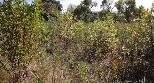 American ash infestation