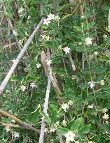 Araujia sericifera Moth catcher vine