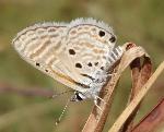 Velvet-spotted babul blue