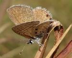 Velvet-Spotted babul blue