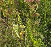 Berula_thunbergii