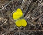 Broad-bordered Grass Yellow upperwings