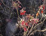 Bryophyllum delagoense Chandelier plant