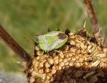 Veterna Grass Stink bug