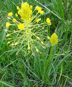 Bulbine_capitata