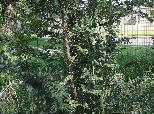 Chinese Elm tree Ulmus parvifolia