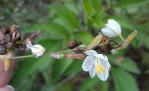 Chlorophytum_cooperi