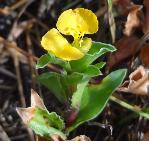 Commeliana_africana var lancispatha