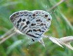 Common_Blue