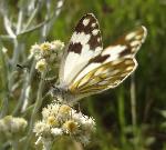 Common meadow White