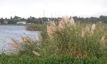Cortadera selloana Pampas grass