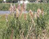 Cortaderia jubata Purple pampas grass