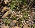 Crassula setulosa