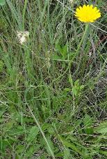 Crepis hypochaeridea