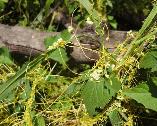 Cuscuta campestris Dodder