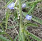 Cyanotis speciosa flower