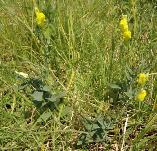 Linaria genistifolia Dalmatian toadflax