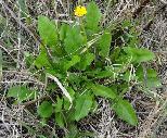 Dandelion Taraxacum officinale