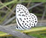 Dotted Blue underwing