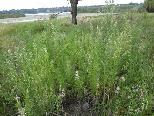 Fleabane Conyza bonariensis