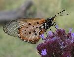 Garden Acraea underwings