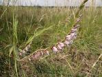 Gladiolus_crassifolius