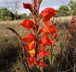 Gladiolus dalenii