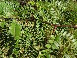Gleditsia triacanthos 2