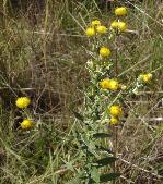 Helichrysum difficile