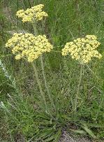 Helichrysum nudifolium var oxyphyllum