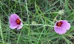 Hibiscus_microcarpus