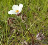 Hibiscus trionum