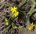 Hypoxis_hemerocallidea