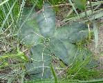 Ledebouria ovatifolia