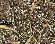 Limosella_longiflora