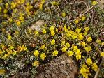 Listia heterophylla flower