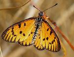 Marsh Acraea by John Kelly