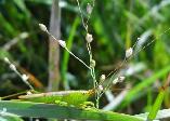 Meadow Katydid