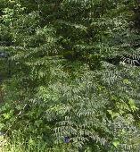 Melia azedarach Syringa