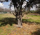 Miniature apple tree
