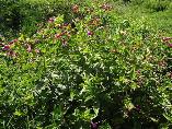 Mirabilis jalapa Four o'clocks