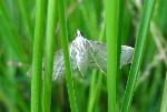 Trapeze moth