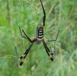 Nephila_senegalensis