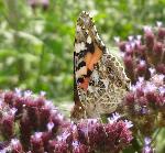 Painted Lady underwing
