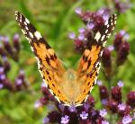 Painted Lady upperwing