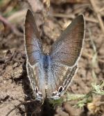 Pea Blue upperwings